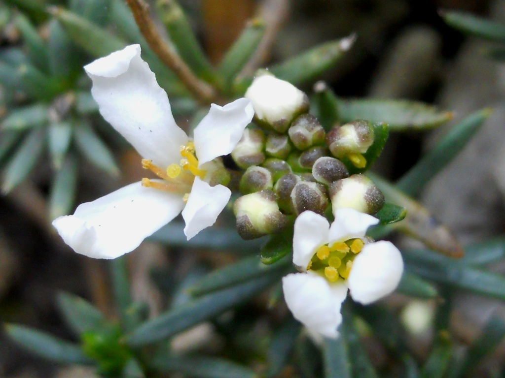 Iberis saxatilis / Iberide rupestre
